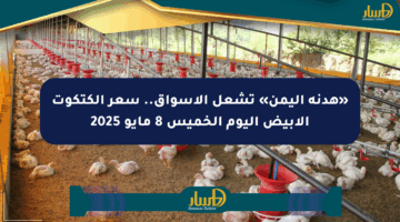 «هدنة اليمن» تشعل الأسواق.. سعر الكتكوت الأبيض اليوم الخميس 8 مايو 2025